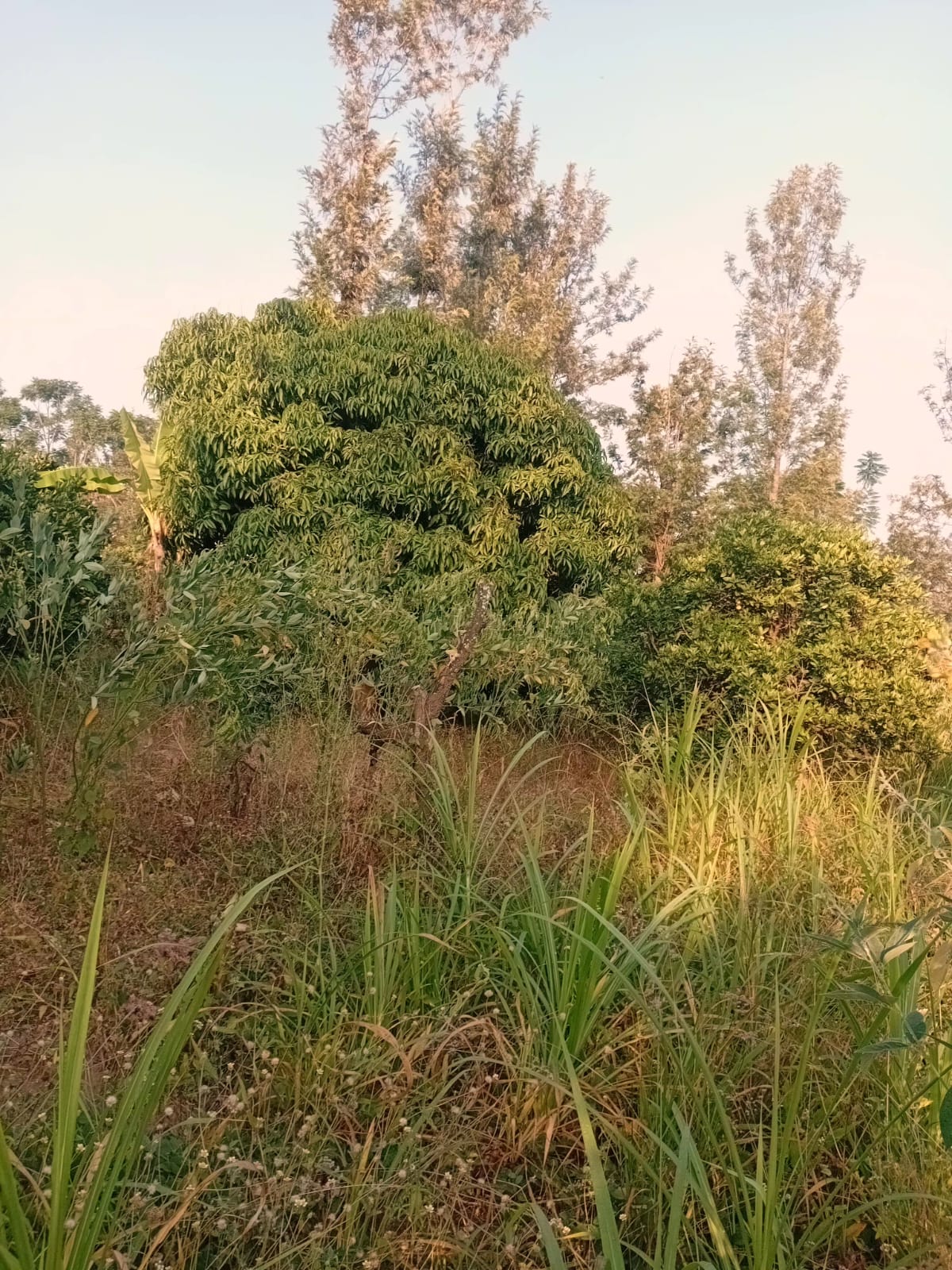 Prime Agricultural Land – Ithanga, Makuyu
